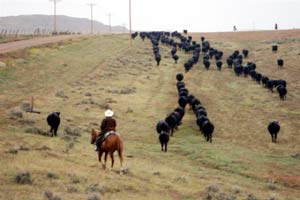 Dave can keep the herd moving by himself because they are stung out nicely and happy about where they are going. Bob and Carl are on skyline riding ahead to open gates. A rainy fall day in Wyoming.
