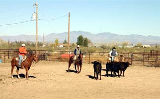 Scott, Bob and Charles getting cows into position to load them into the stock trailer. Notice Bob, in the center, has pressure on the horned cow. To relieve the pressure she will turn away, toward the trailer, and he will give her release.
