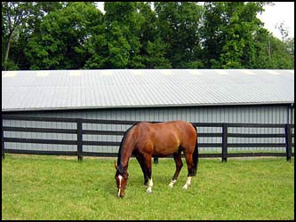 Horse Pasture