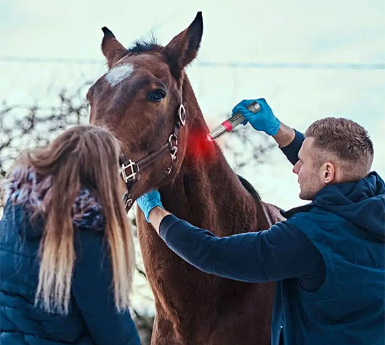 Choosing a Professional Horse Light Therapy Device