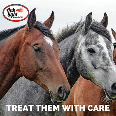 Light therapy horses
