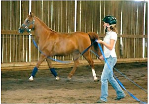 Horse Training or Horse Breaking