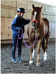 Horses need to feel safe.