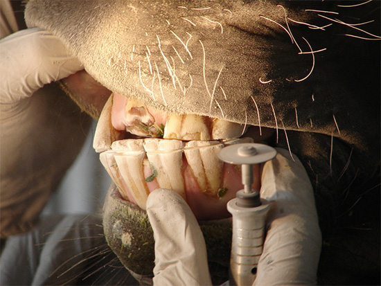 Horse Dentistry