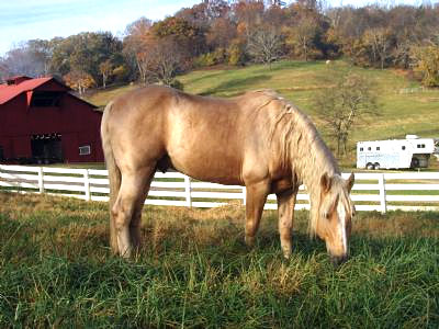 Horses are Smart