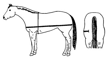 Using a tape to weigh horse.
