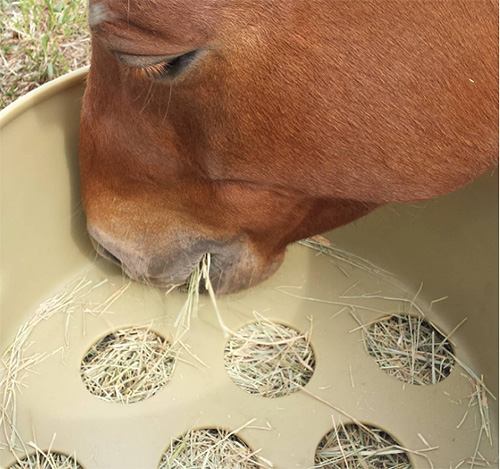 How Grazing Benefits Your Horses Health