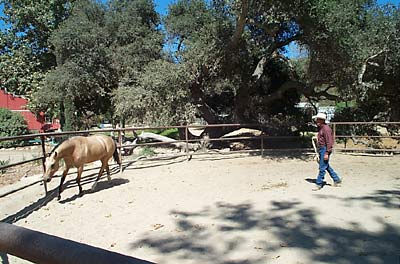 Richard Winters Horse Trainer/Clinician