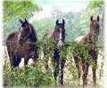 Ramey Equestrian School and Summer Camp