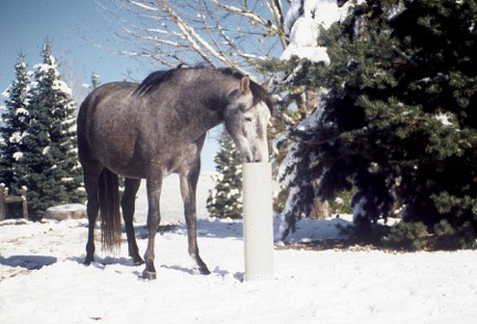5-Tips to Tame Winter Horse Chores