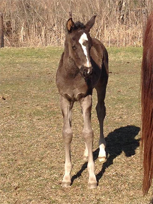 foal