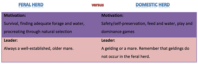 Wild Horse and Domestic Horse Motivation and Leader
