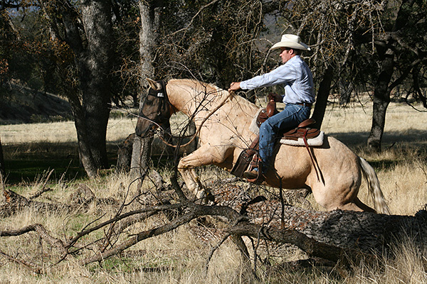 Jump a log with a horse' no problem!