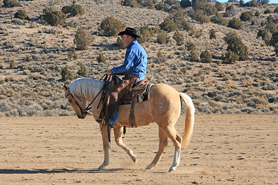 This filly is backing willingly without excessive pulling on the reins.
