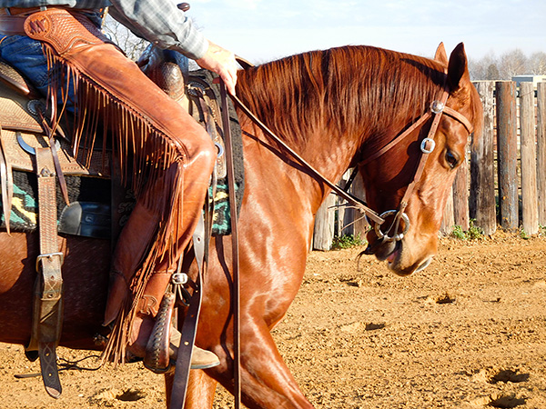 Using your leg will help your horse pick up their back.