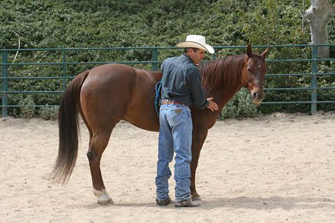 Now on the right side, I'll spend some time rubbing my horse and soften his right eye.