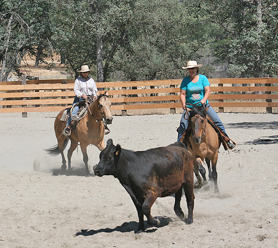Horses and Cows