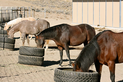 Horses feed peacefully with their own hay mangers.