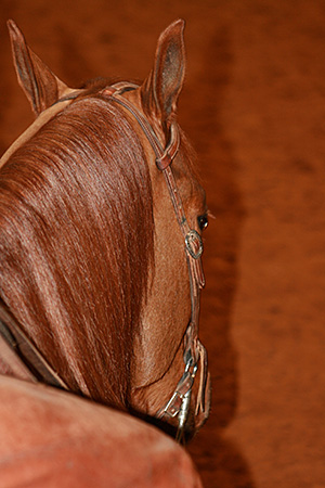 I want to see my horse's right eye when traveling to the right
