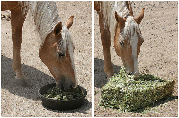 Feeding Hay Cubes to Horses