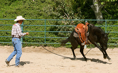 Lunge ' This colt is putting 40 lbs. of energy into a 25 lb. job.