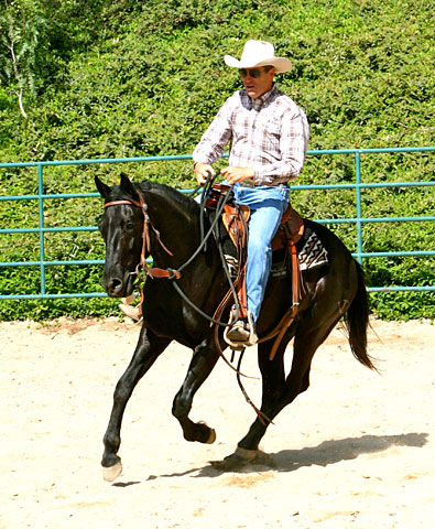Ride ' Consistent frequent loping will help this colt relax and smooth out over time.