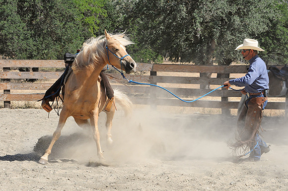 A Horse is An attitude with four feet.