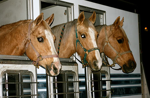 Palomino Horses - Let's go find a parade!