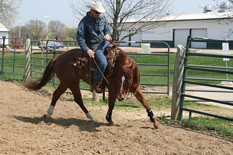 Fixing the Gate Sour, Buddy Sour, Barn Sour Horse