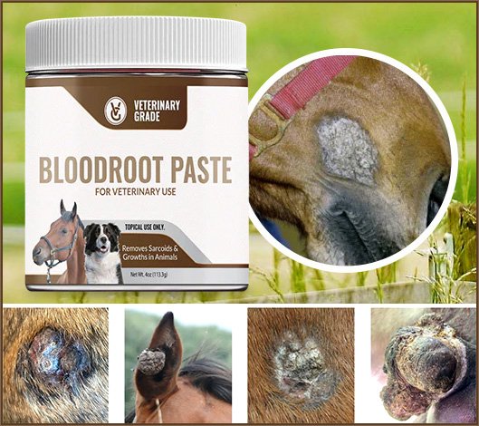 Sarcoidosis In Horses