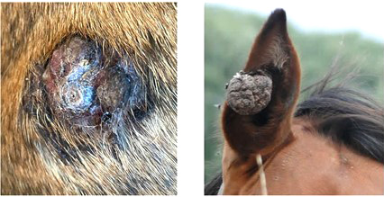 How to Treat Horse Sarcoids 