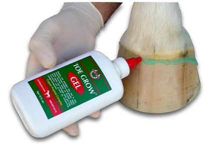 The hoof coronet band treatmwnt to improve horse hoof growth