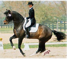 Dressage Saddle Pad