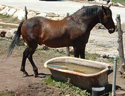 Standing Water Problems