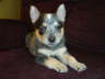 My ACD female puppy Owned by Stacy Reichert