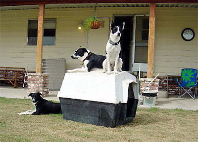 Mazzy, Luther Stark and Lana Owned by Erin Reichelt