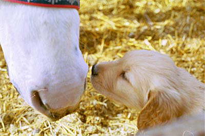 Golden Retriever Pup Owned by Colleen Babcock