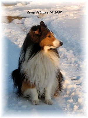Rusty Is Owned and Photographed by Kay Wright