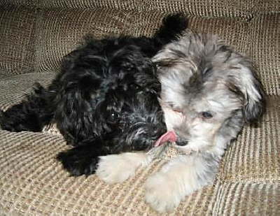 Shadow & Sierra owned by Pat Allspaw
