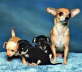 Suzy, Harley, Lucky, ChiChi Owned by Shelby Gareau