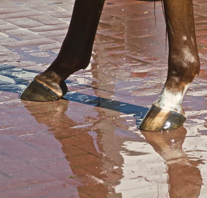 Cool water streams down a sport horse's forelegs and hooves during a post-work cold-hosing session