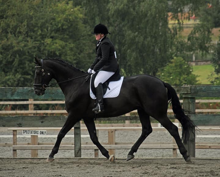 Dressage rider in classic black show coat and white breeches trotting a braided black horse down the arena rail