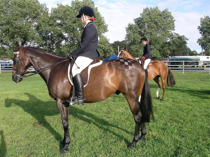 Show hacks with mirror-shine coats and checkerboard quarter marks wait ringside, riders in full English turnout