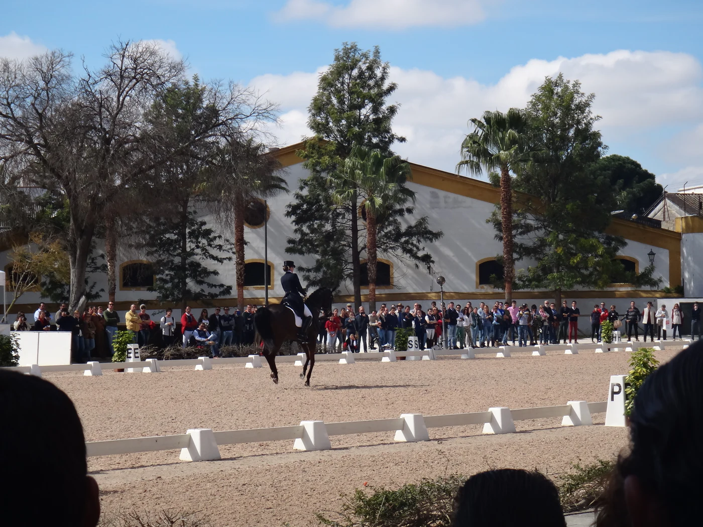 Wide view of a dressage horse and rider in a large lettered competition arena in Jerez