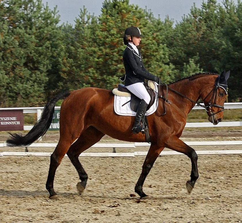 Dressage horse and rider in profile inside a white-railed outdoor competition arena in Kwieki