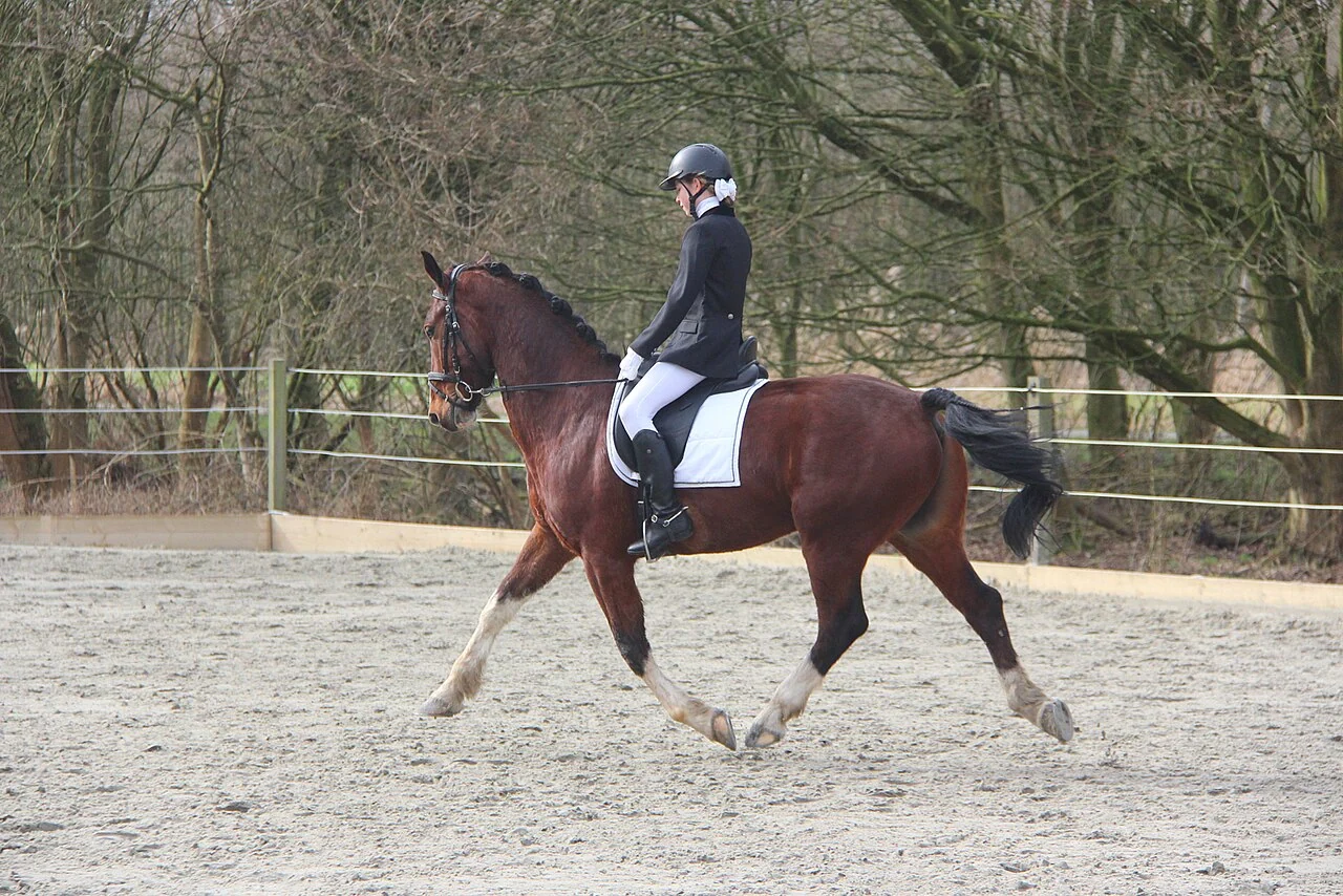Young rider on a compact bay horse riding a test at a local dressage competition