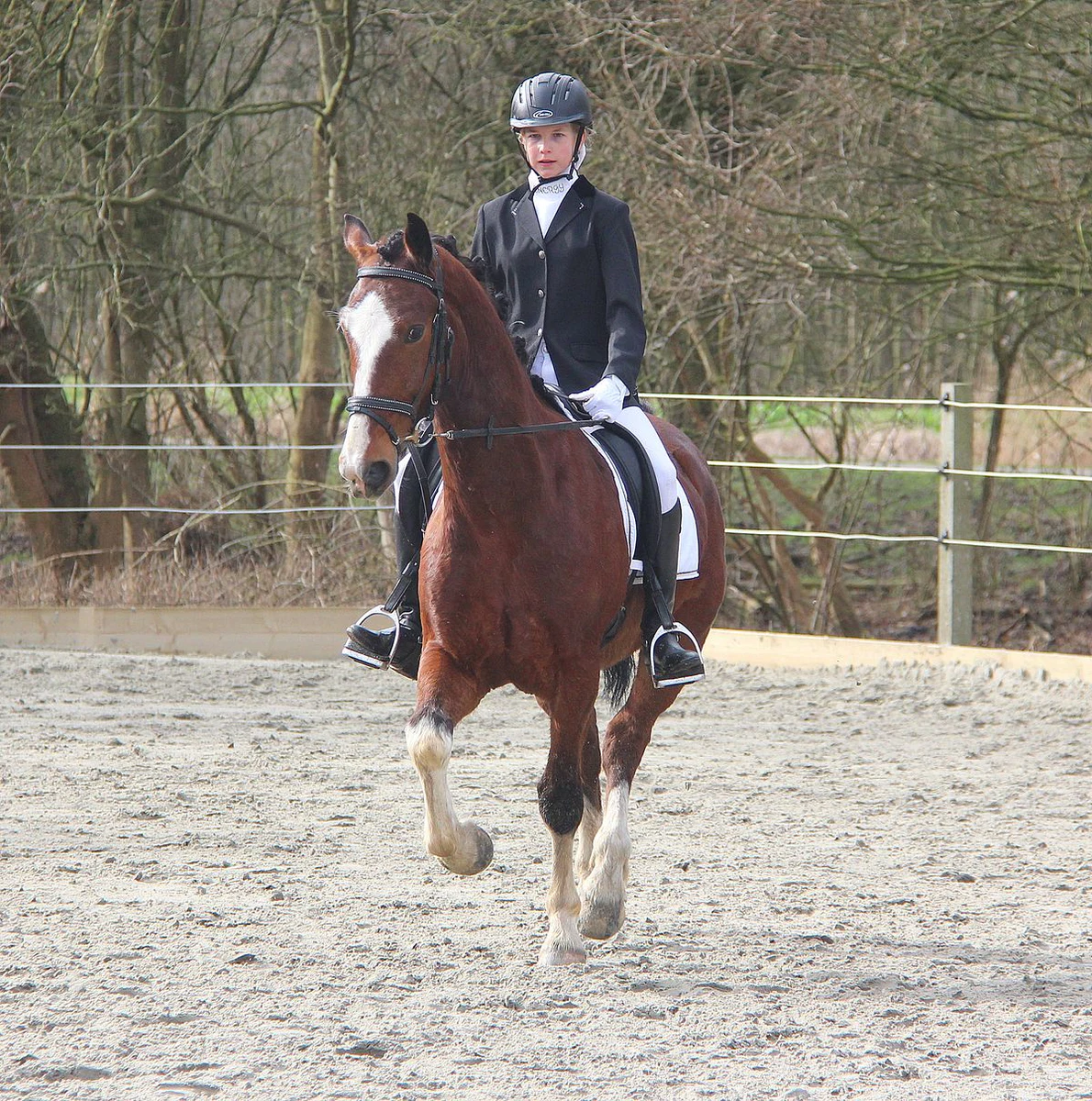 Young dressage rider on a bay horse riding at a local competition in the Netherlands
