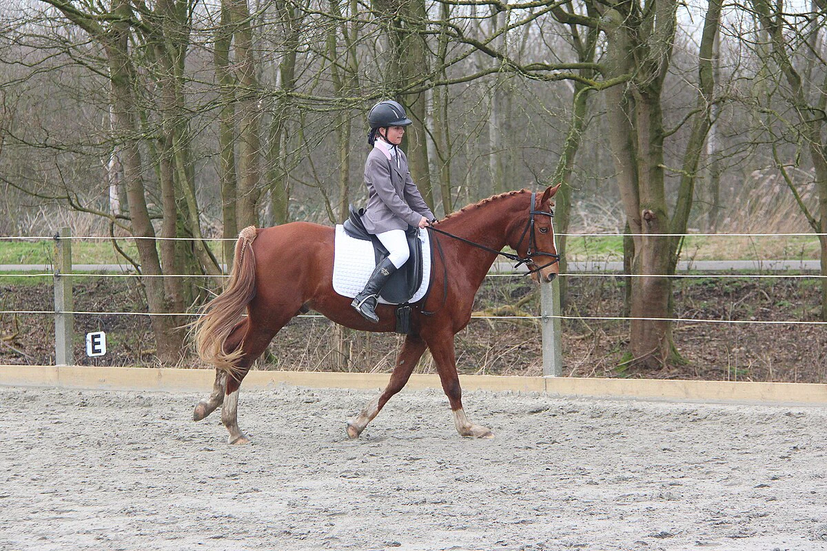 Young rider guiding a bay horse through a test in a local outdoor dressage arena