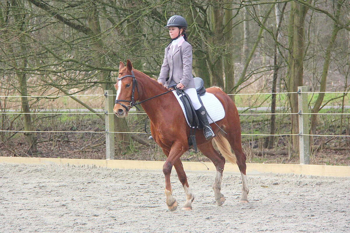 Young dressage competitors riding in a local outdoor class with spectators beside the arena