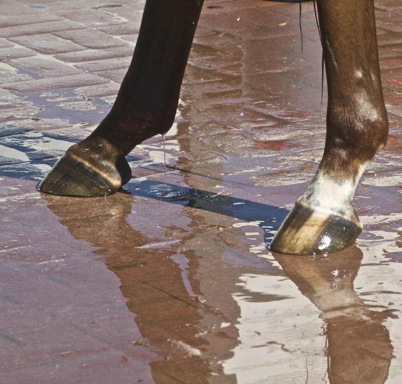 Cool water streams down a sport horse's forelegs and hooves during a post-work cold-hosing session